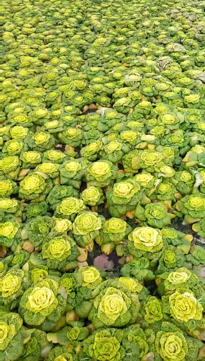 黄心菜