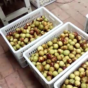 沾化冬枣