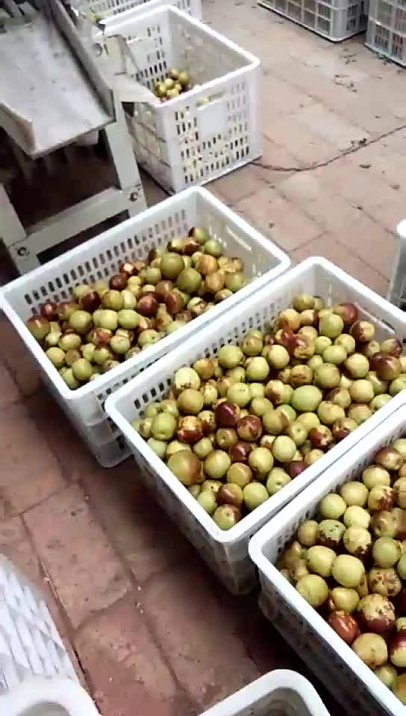 沾化冬枣