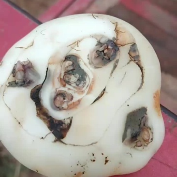 荸荠，又名马蹄