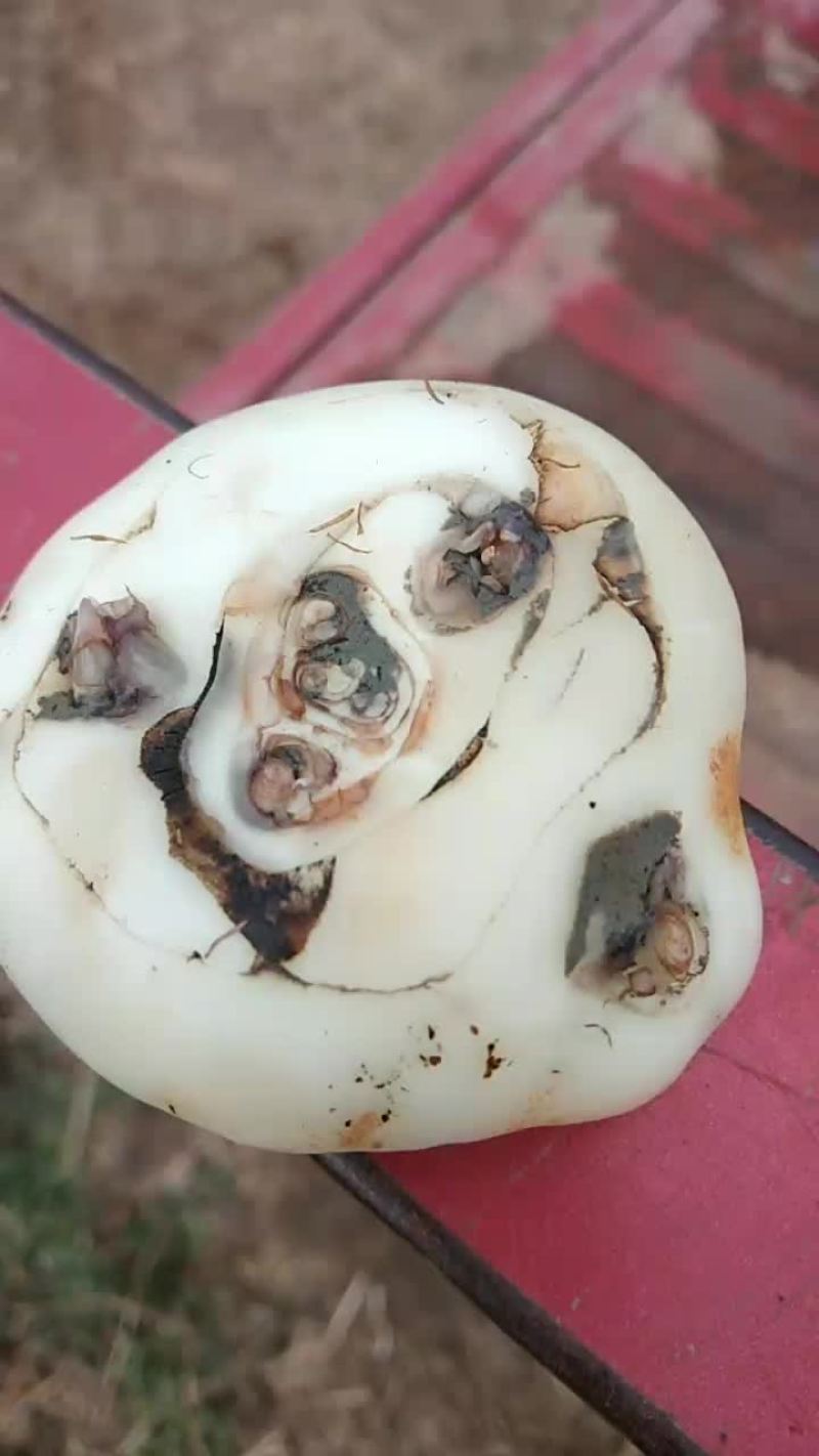 荸荠，又名马蹄