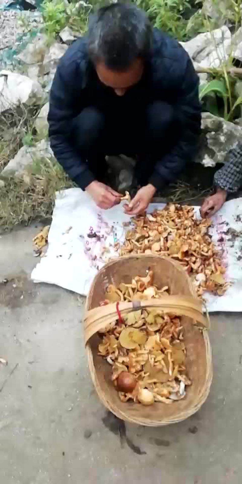 野生菌