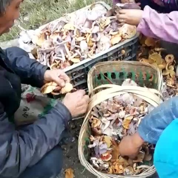 野生菌