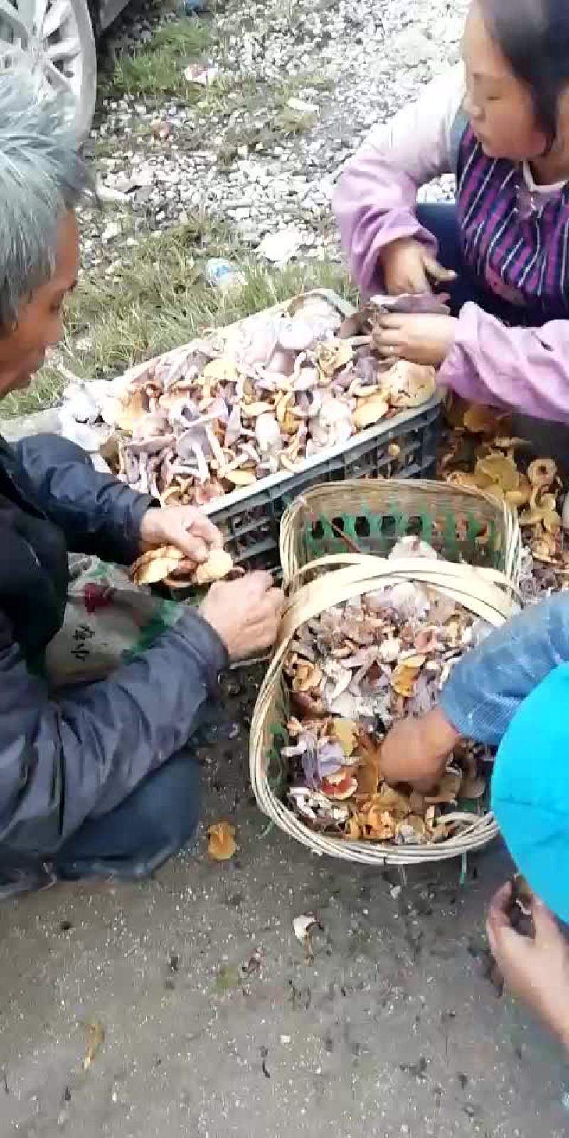 野生菌