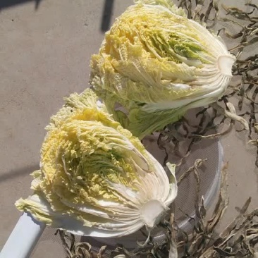 黄芯菜