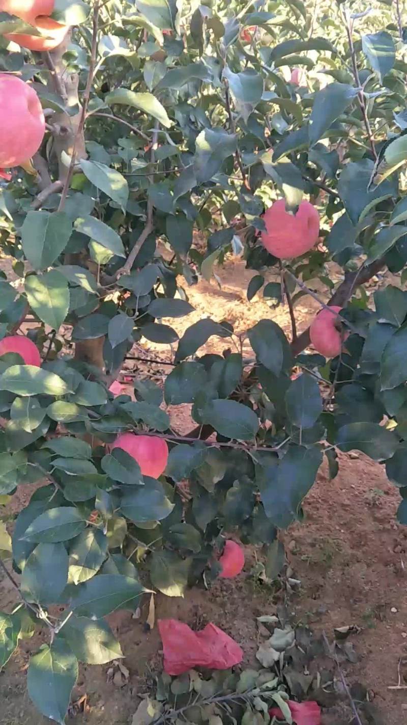 寒富苹果