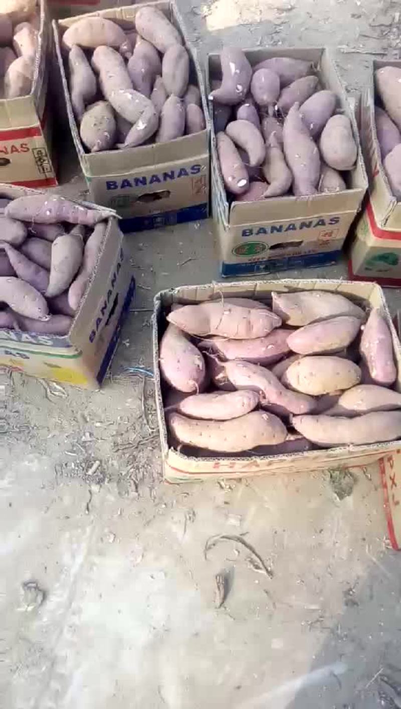 红薯大量上市山东泗水