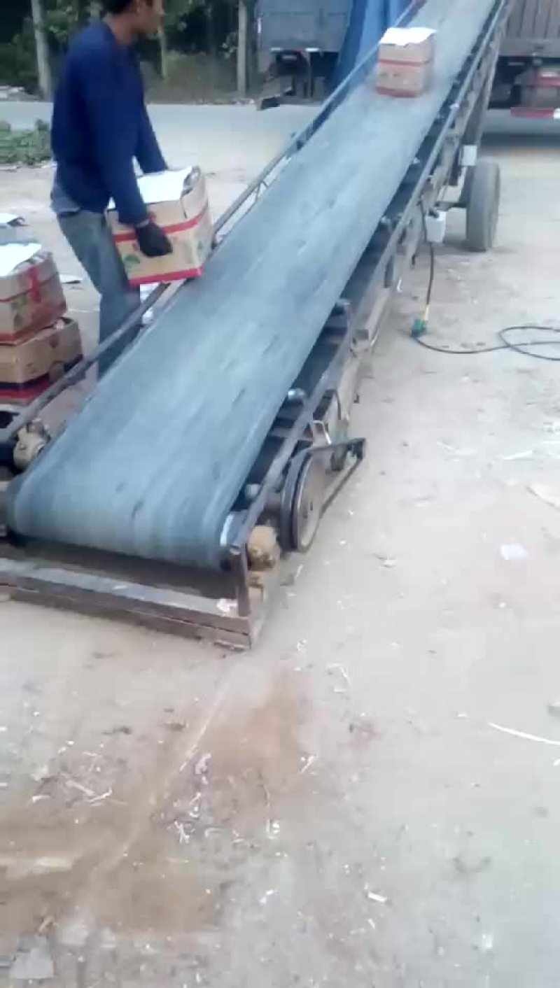 红薯大量上市山东泗水