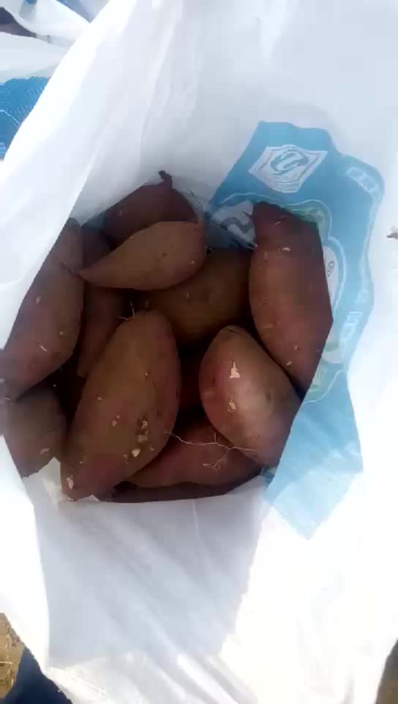 红薯大量上市山东泗水