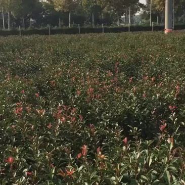 红叶石楠