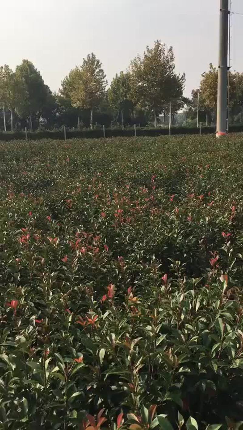 红叶石楠