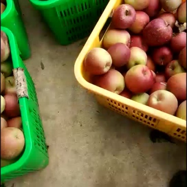 正宗高山冰糖心，脆甜爽口