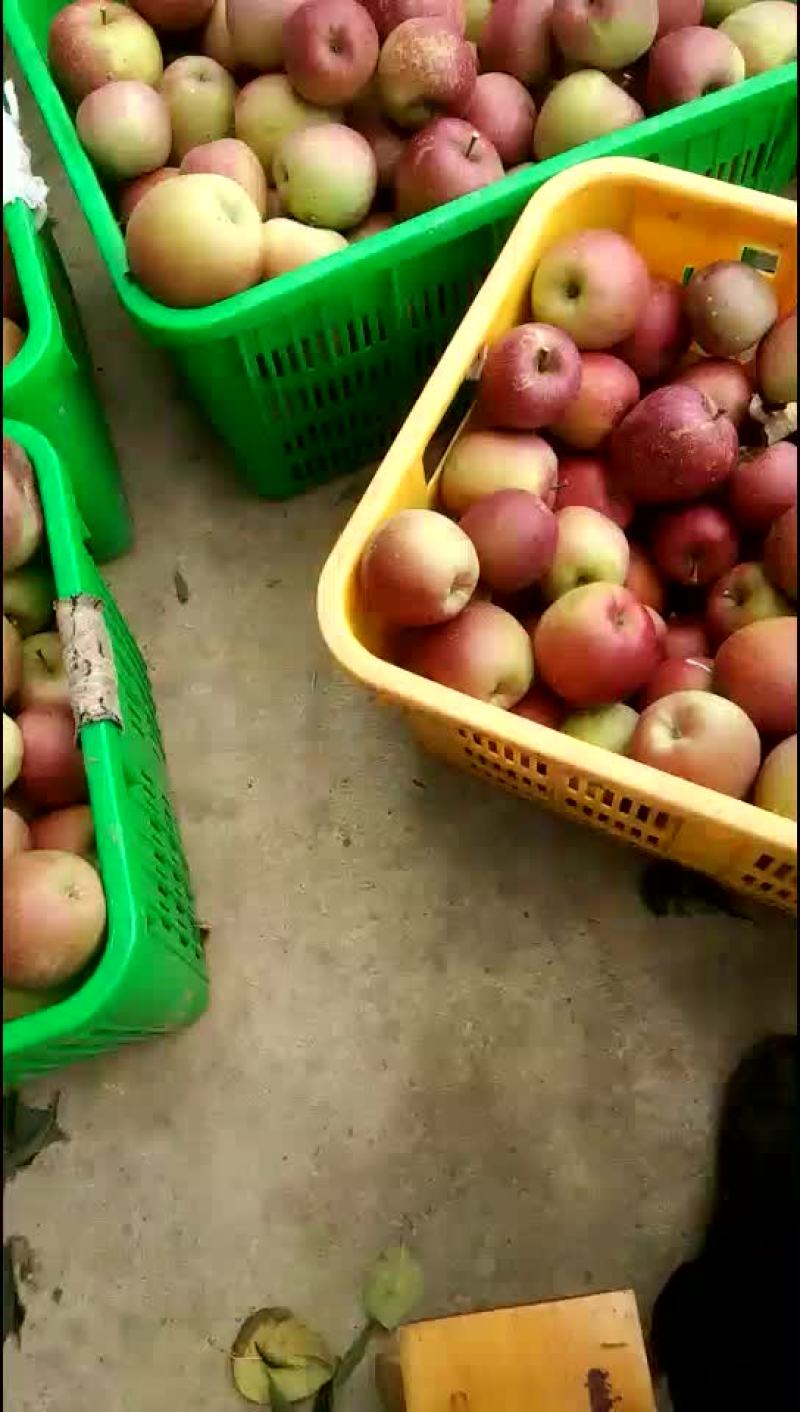 正宗高山冰糖心，脆甜爽口