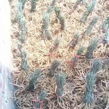 黄花倒水莲，规格，30一70公分，