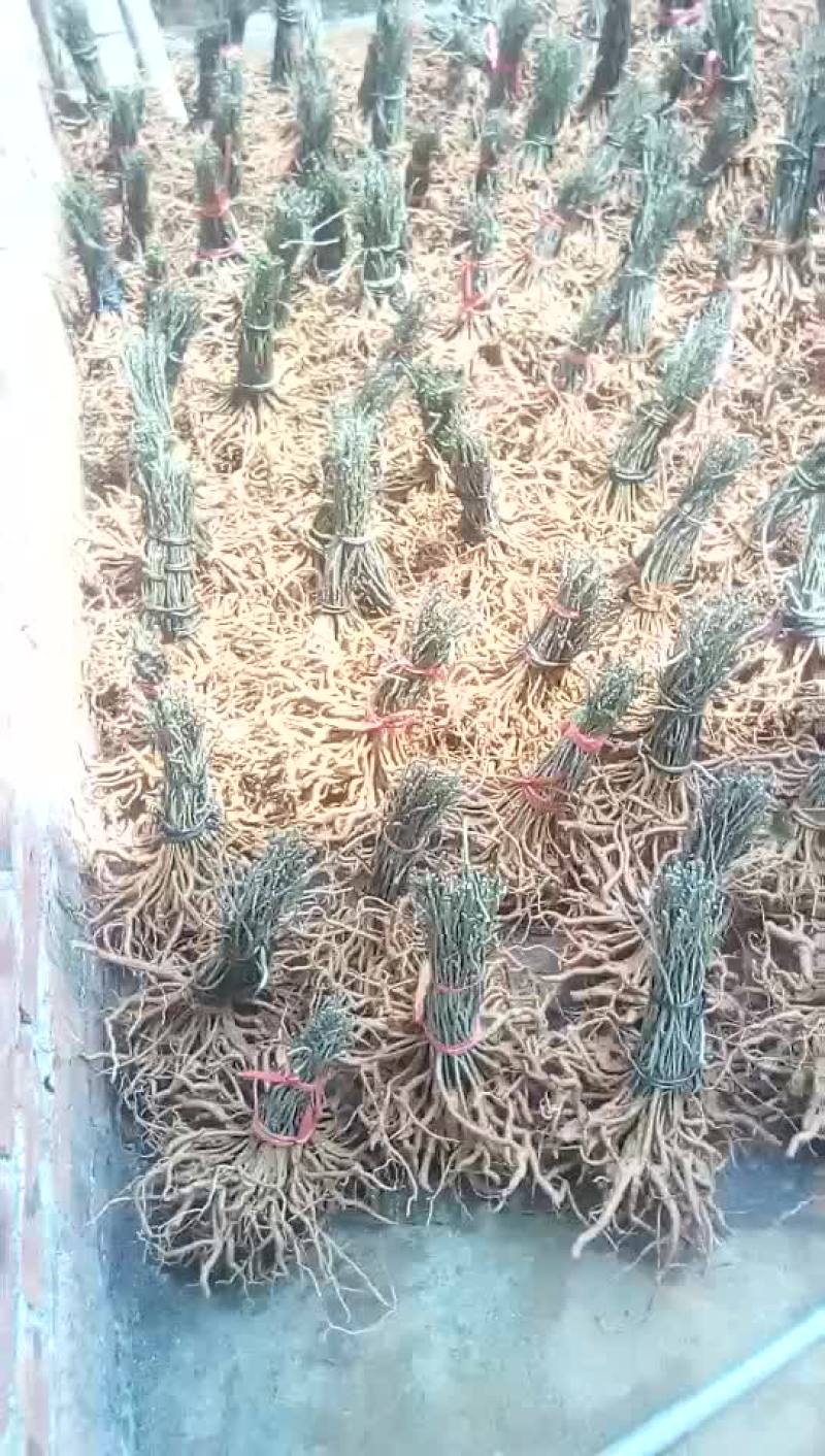 黄花倒水莲，规格，30一70公分，