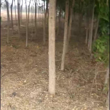 国槐金枝槐白蜡6-11清地价格最低