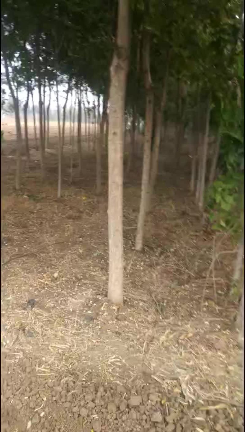 国槐金枝槐白蜡6-11清地价格最低