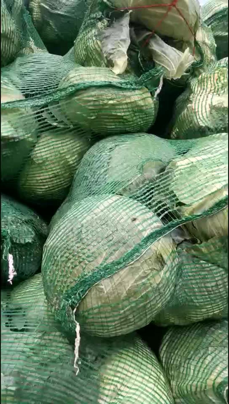 扁包菜