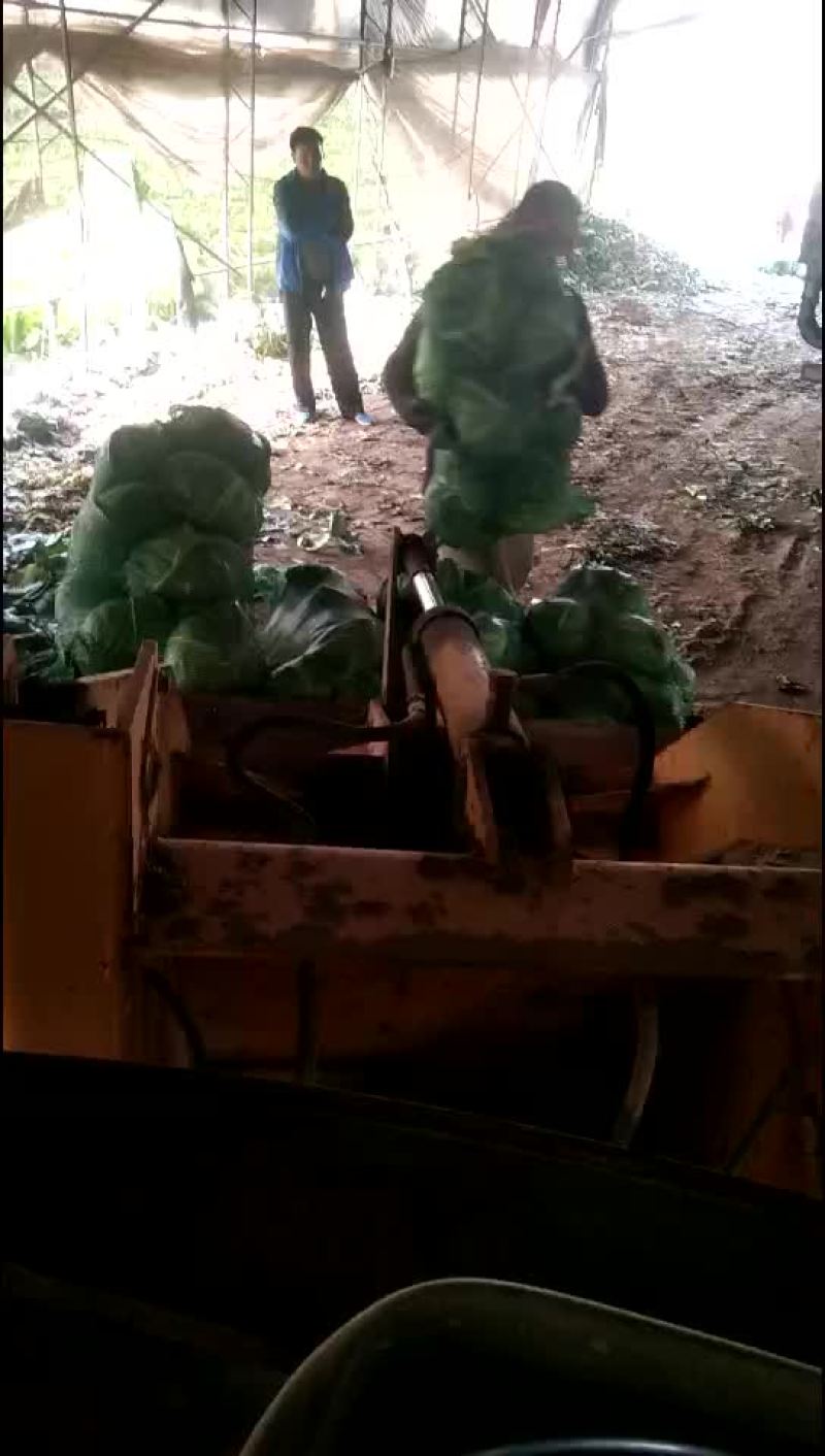 扁包菜