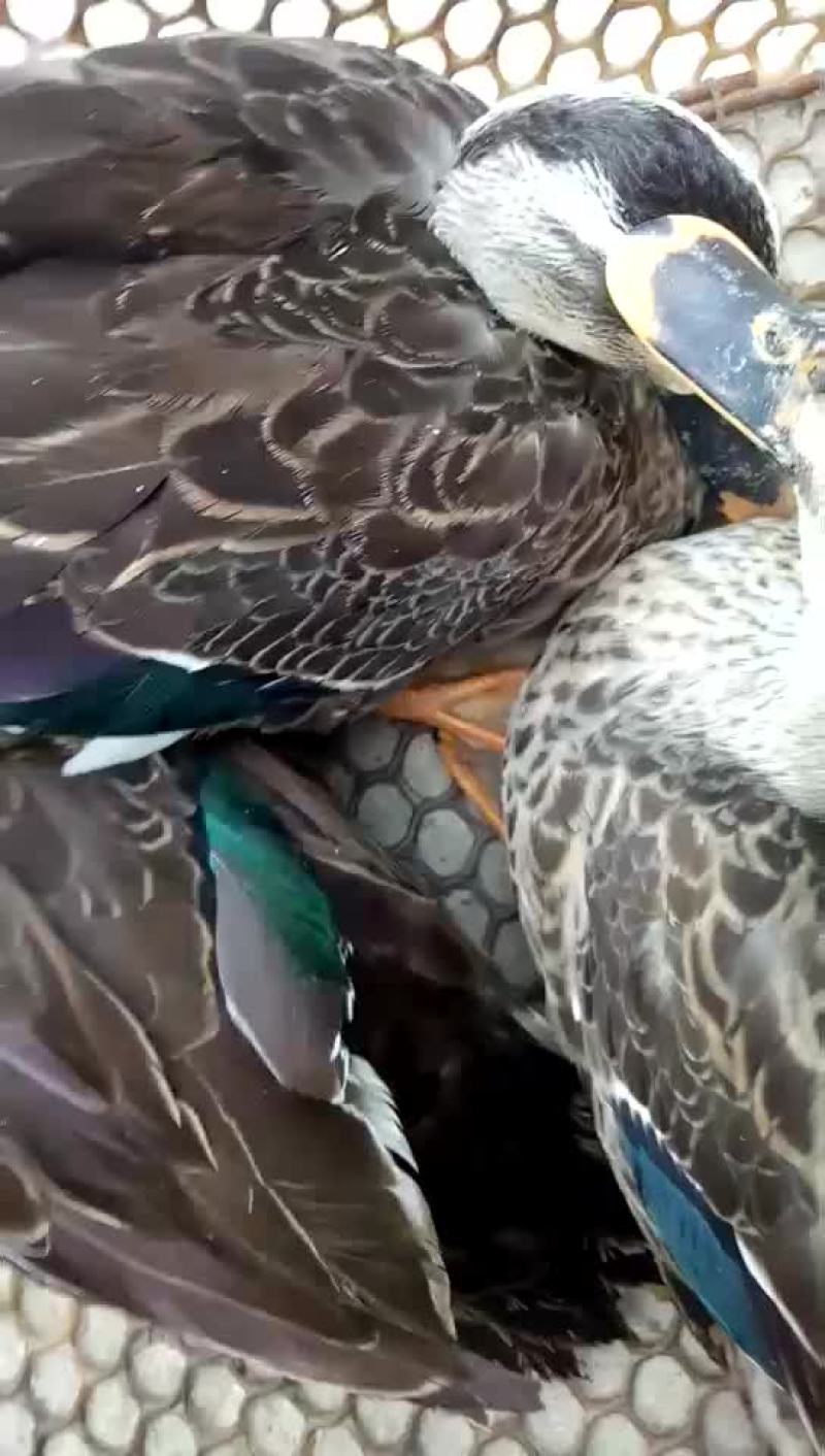 洪湖野鸭