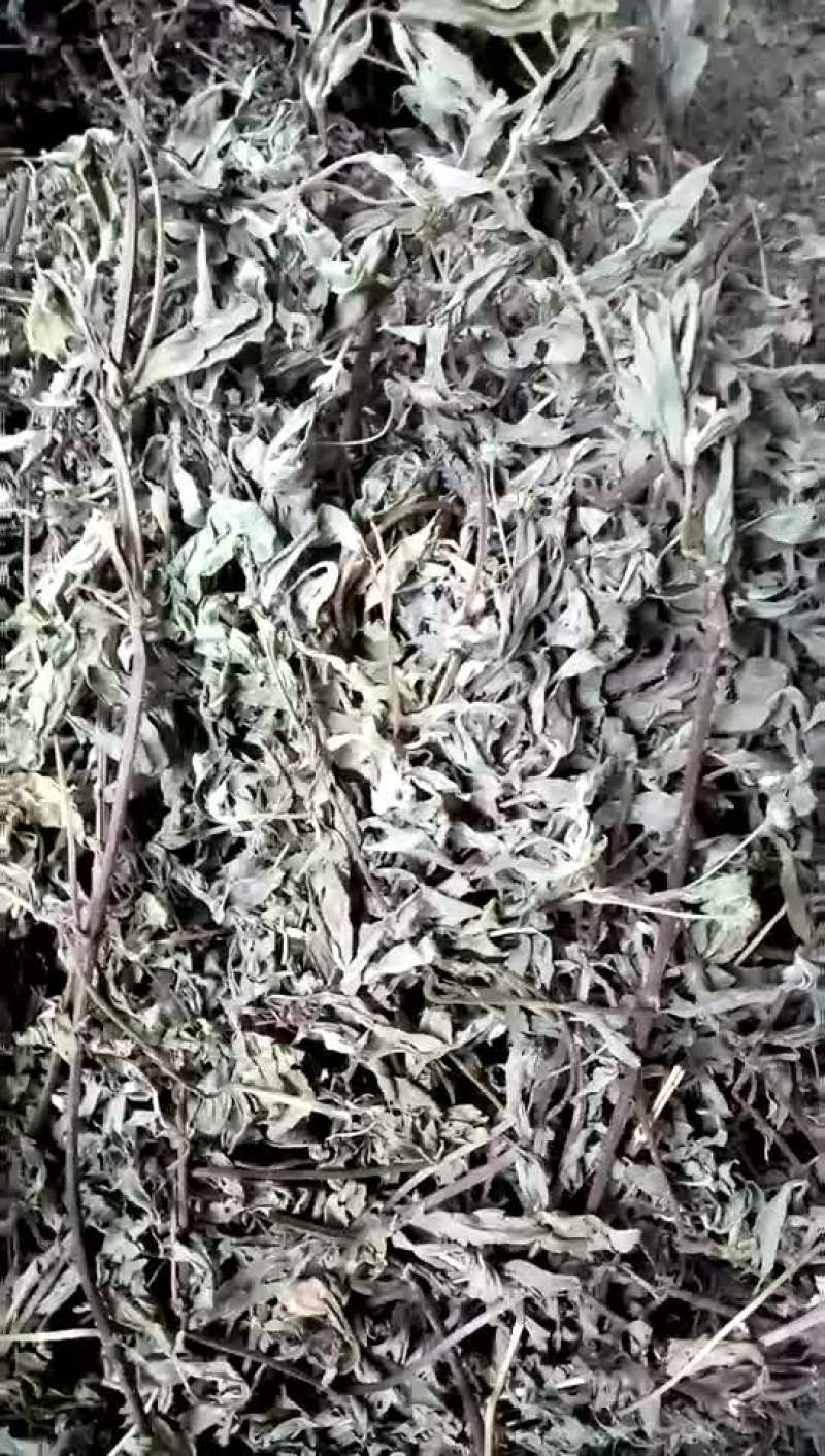 汉莲草，个子片子大货