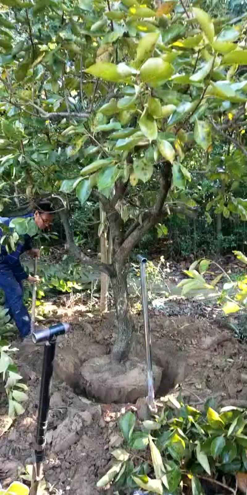 柿子树，树形优美，果实累累。。。。