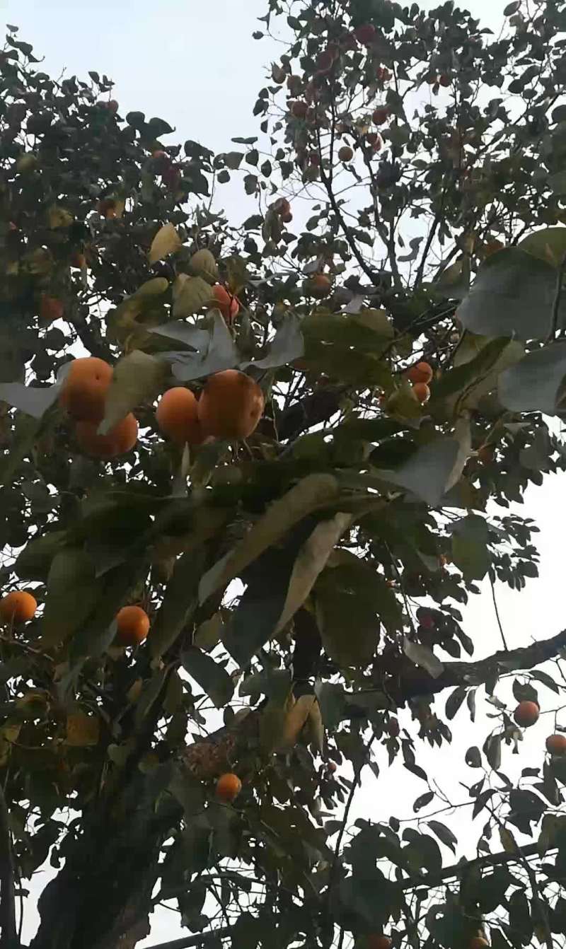 柿子