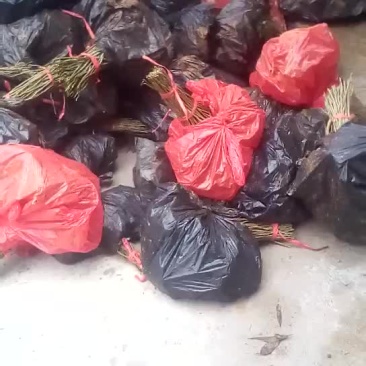 黄花倒水莲，规格，30一60公分，