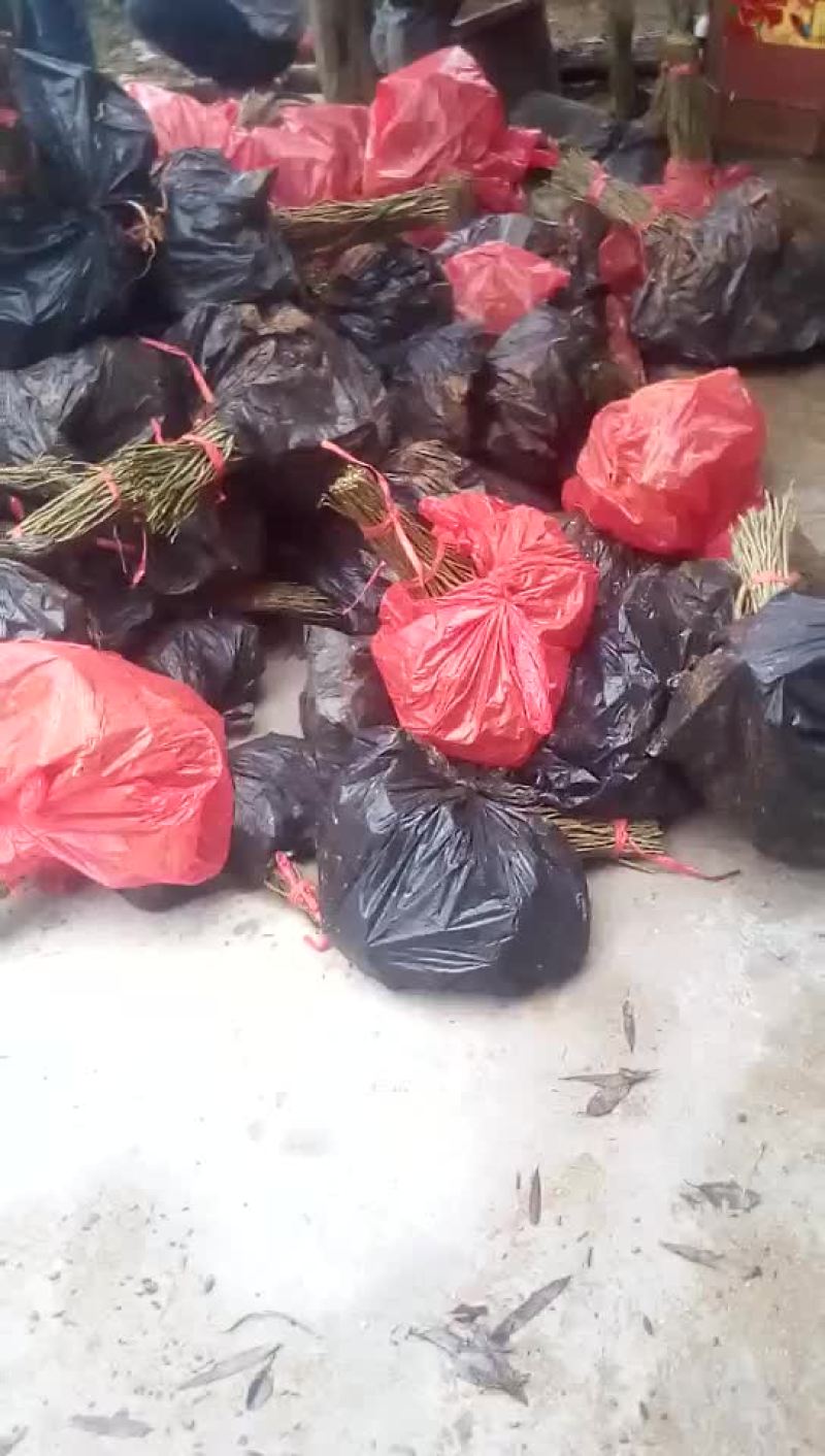 黄花倒水莲，规格，30一60公分，