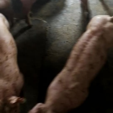 二元母猪大量供应
