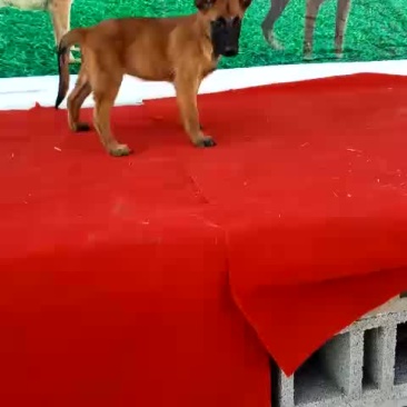 3个月马犬