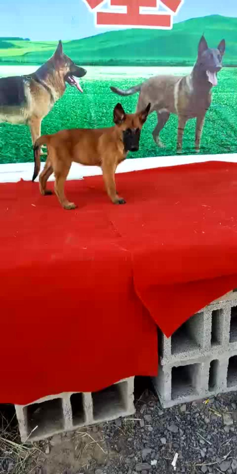 3个月马犬