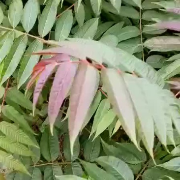 香椿树苗