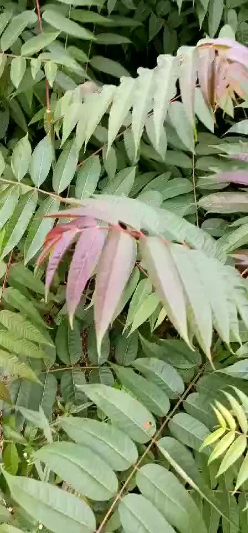 香椿树苗