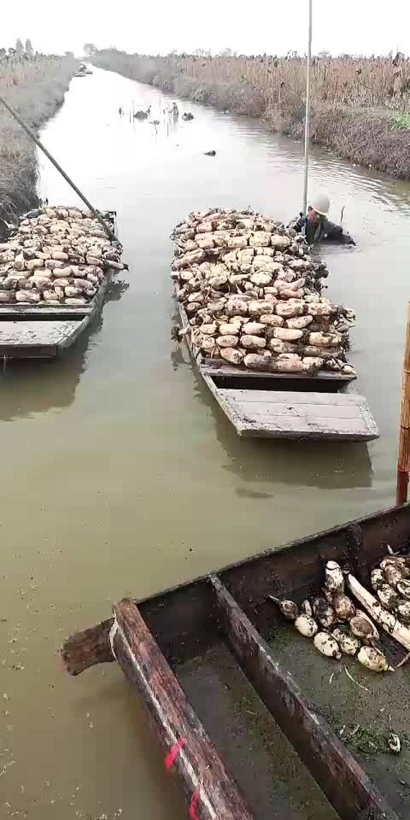 莲藕