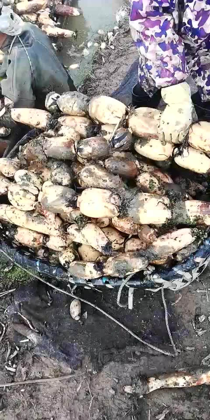 莲藕