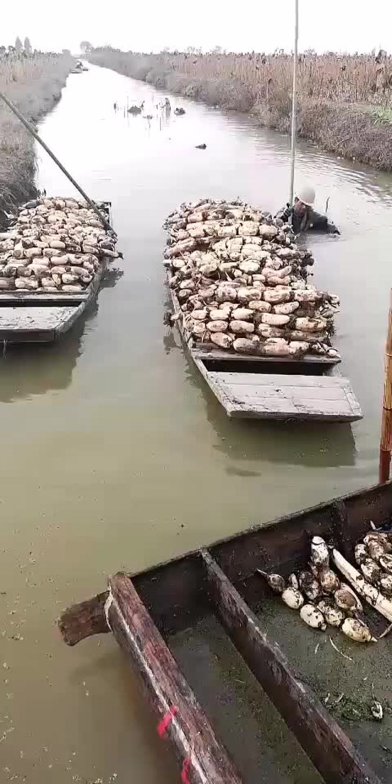 莲藕