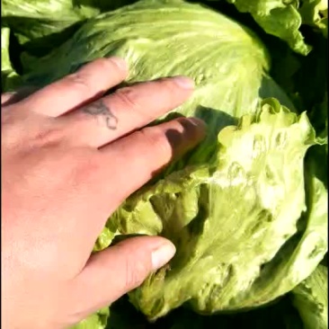 球生菜