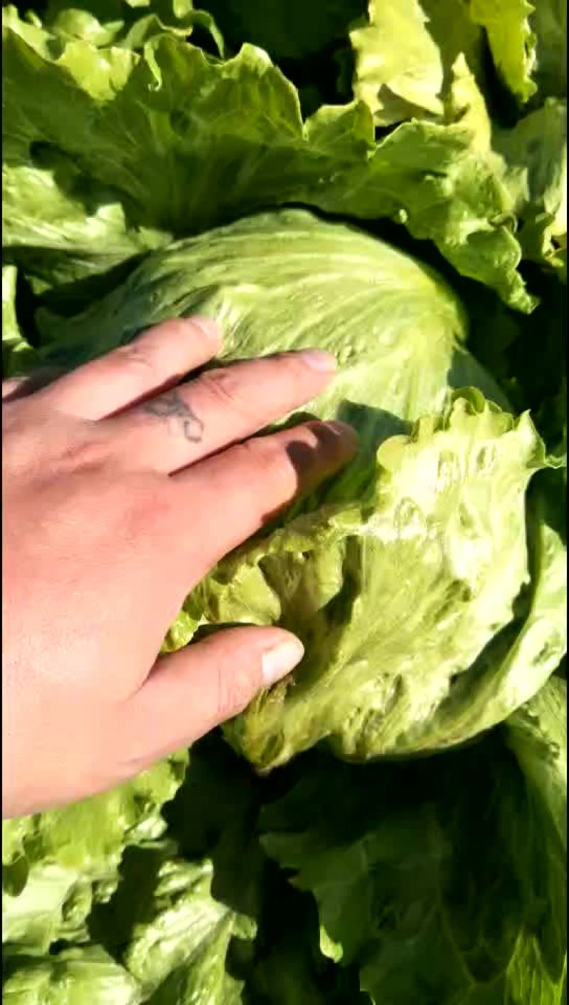 球生菜