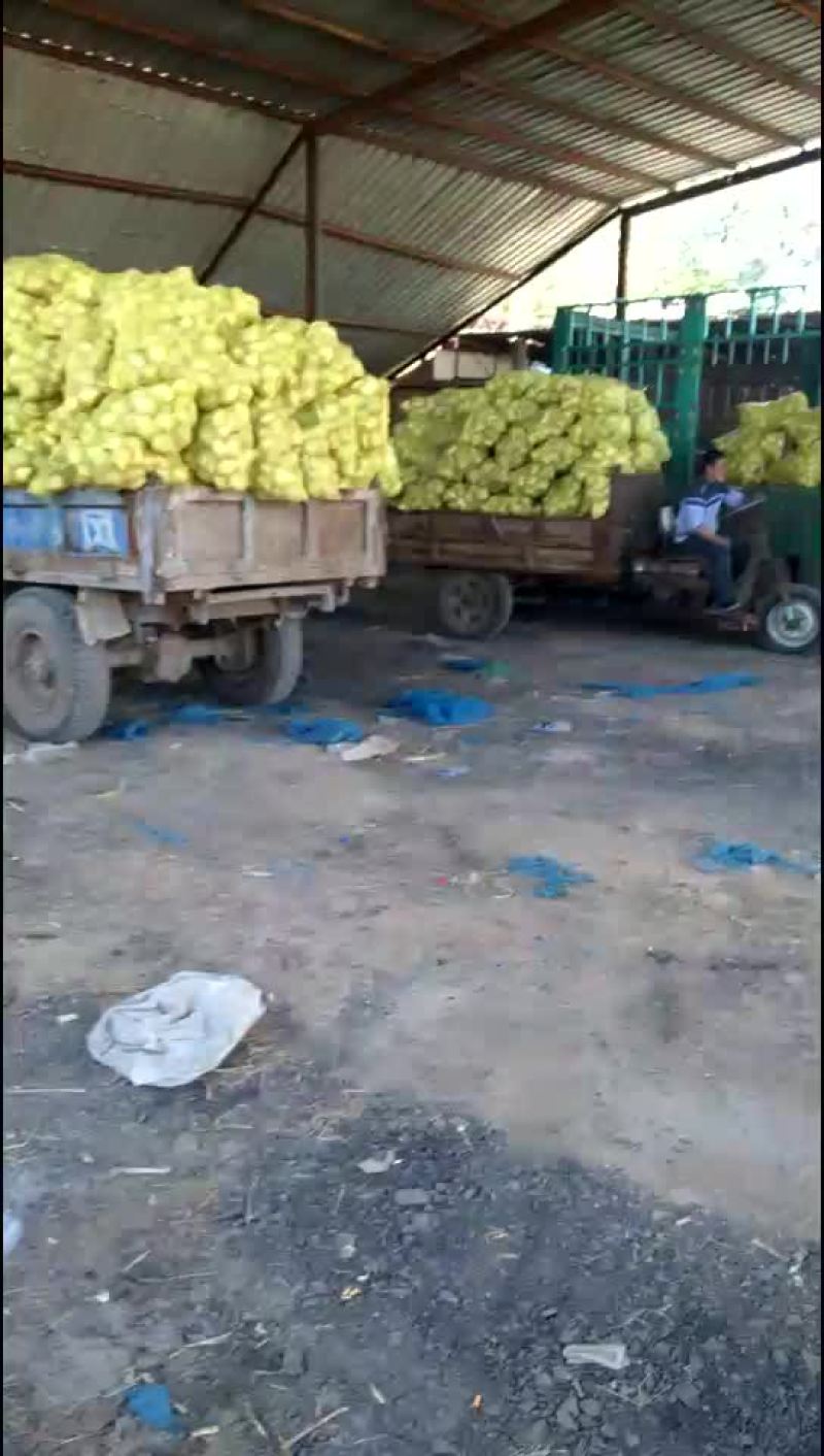 三两往上芥菜头