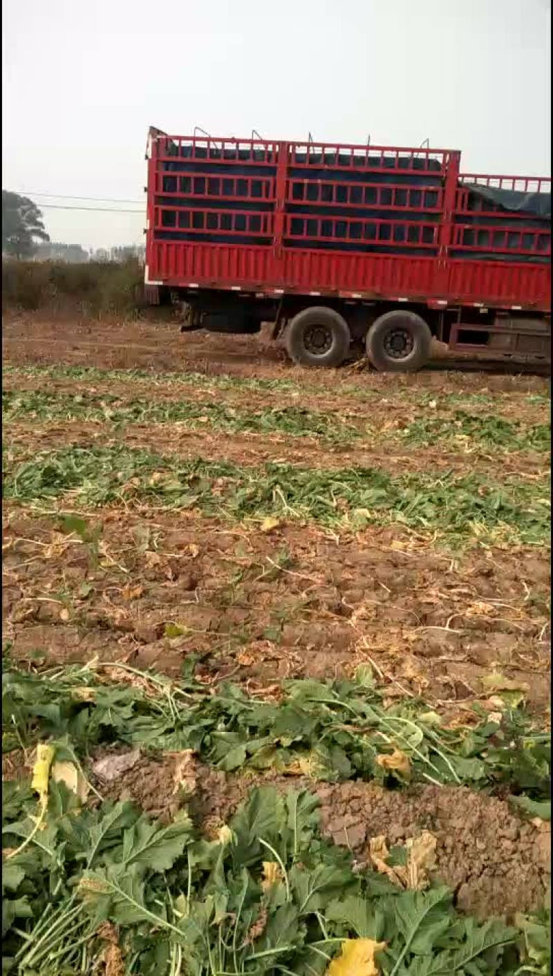 三两往上芥菜头