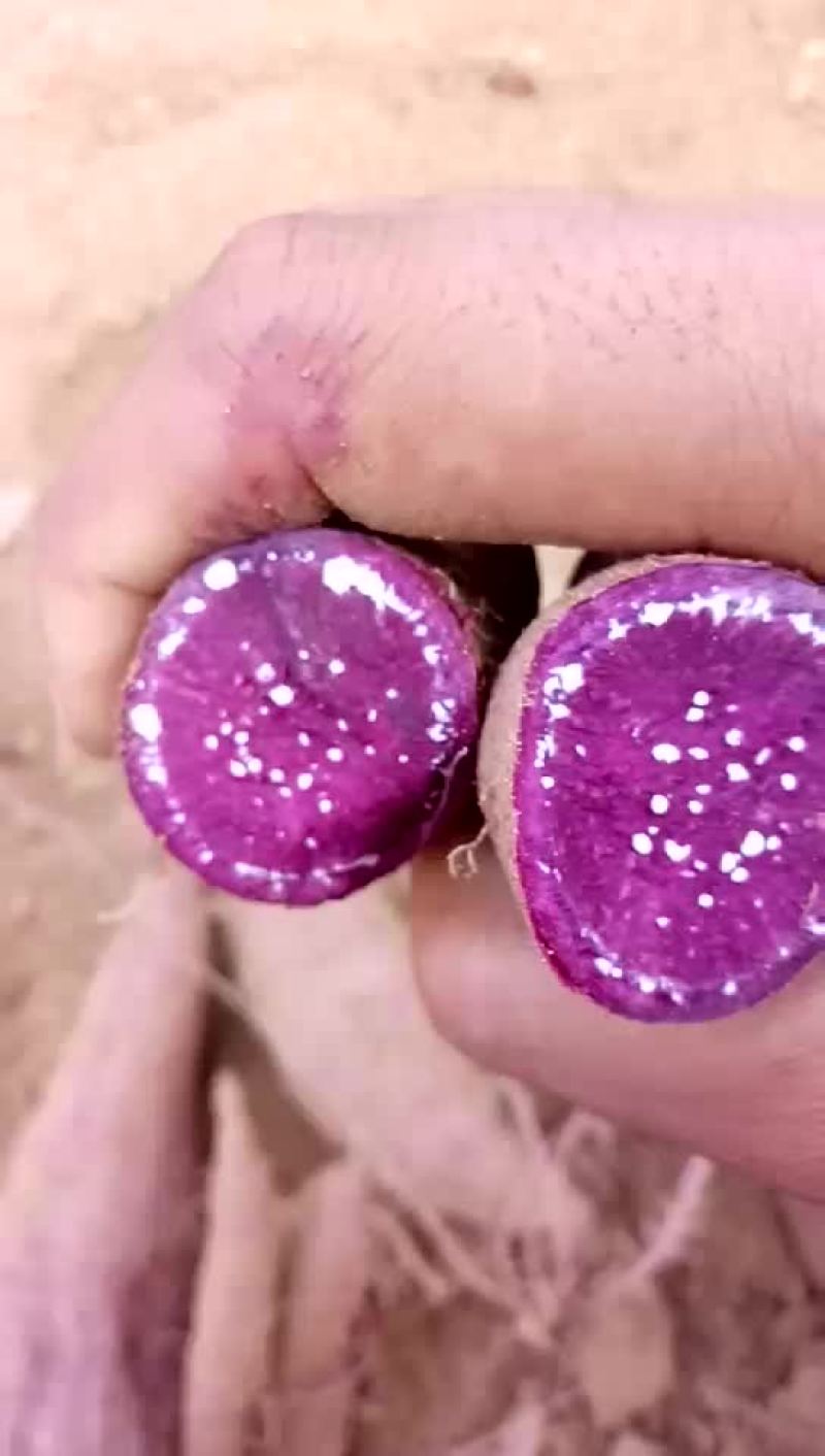 红薯