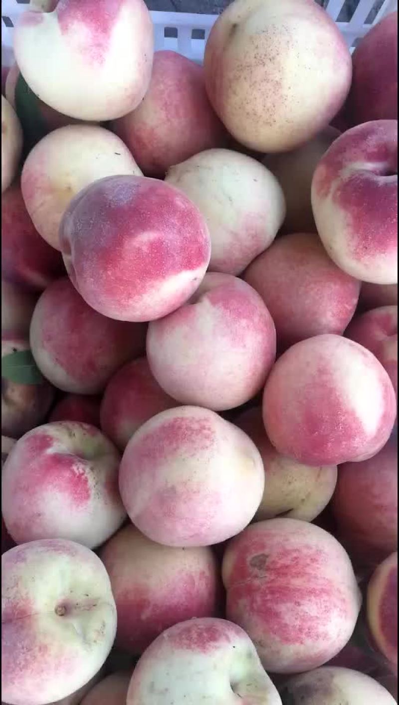 金秋红蜜桃，货源充足，精品通货都有