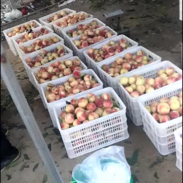 金秋红蜜桃，货源充足，精品通货都有