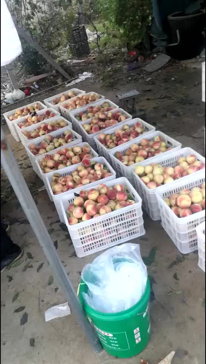 金秋红蜜桃，货源充足，精品通货都有