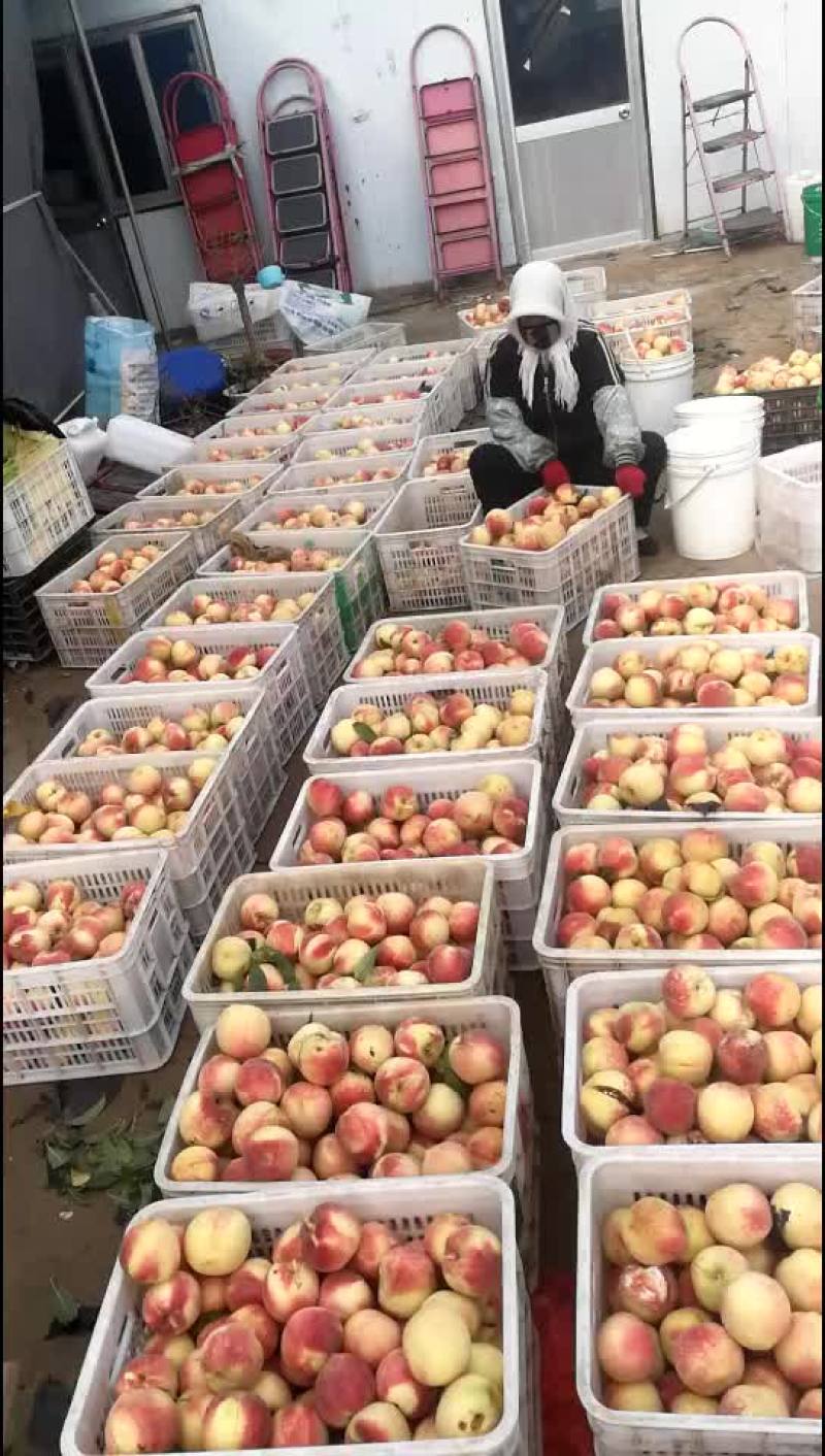 金秋红蜜桃，货源充足，精品通货都有