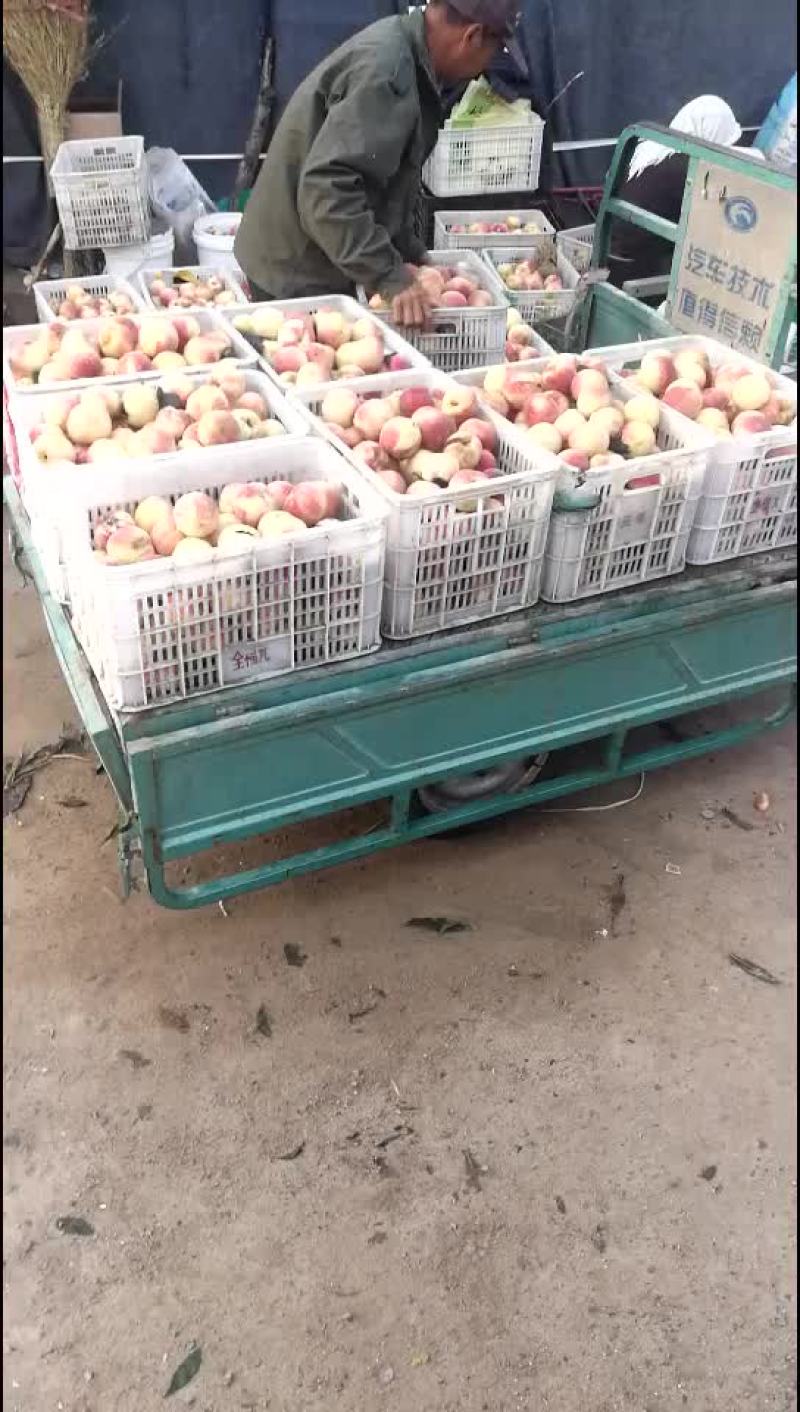金秋红蜜桃，货源充足，精品通货都有