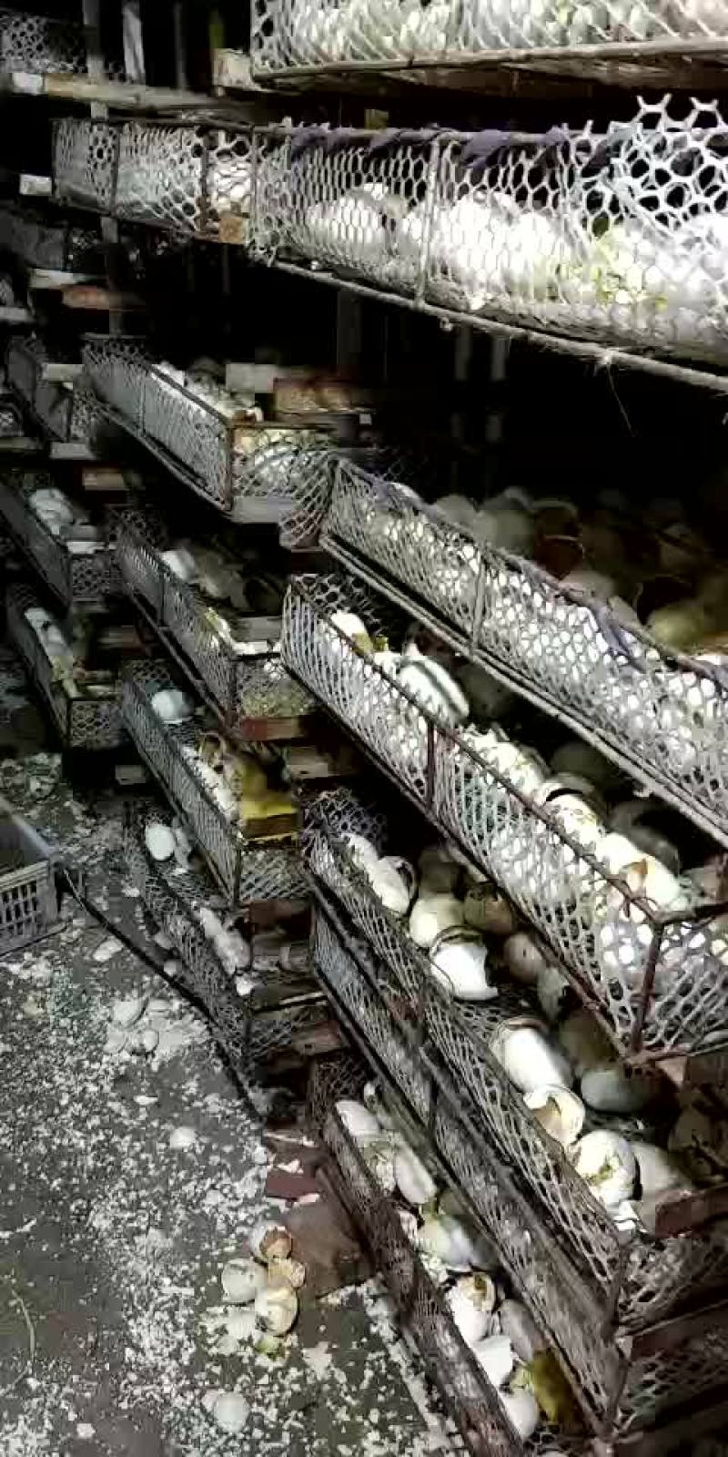 脱温鹅苗服务供应鹅苗山东鹅苗价格优惠正规经营