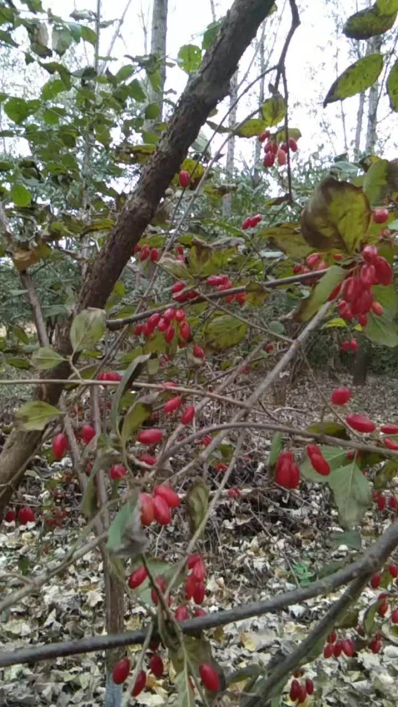 山茱萸