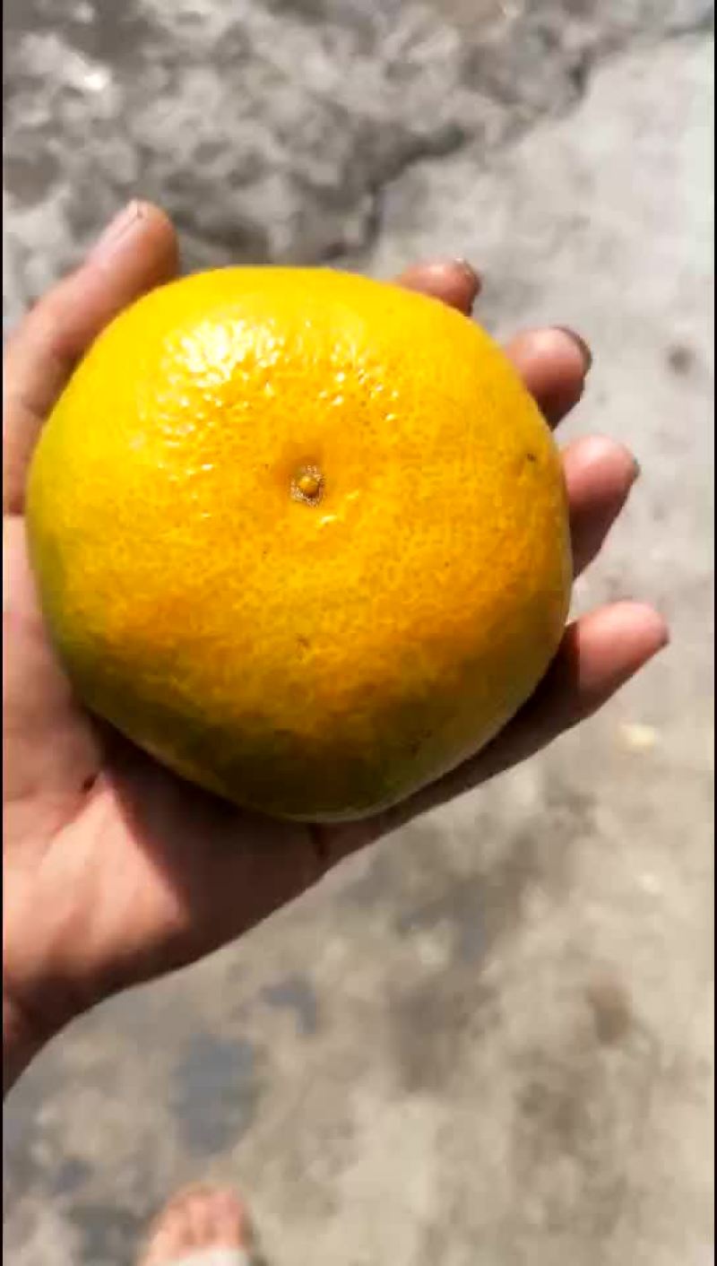 涌泉蜜桔